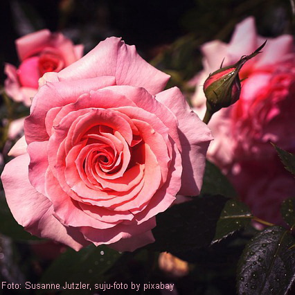 gedenktafel rose 1